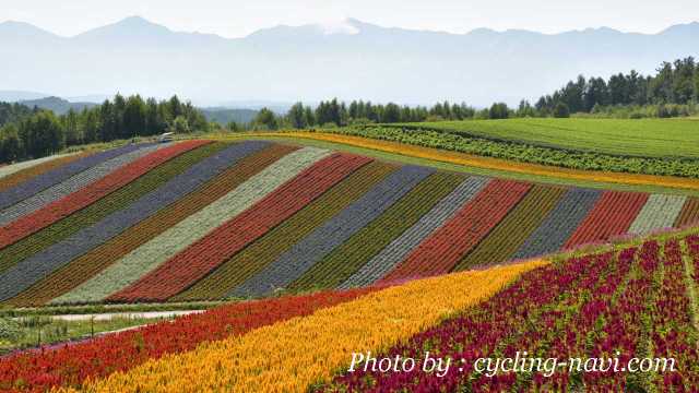 北海道 花畑