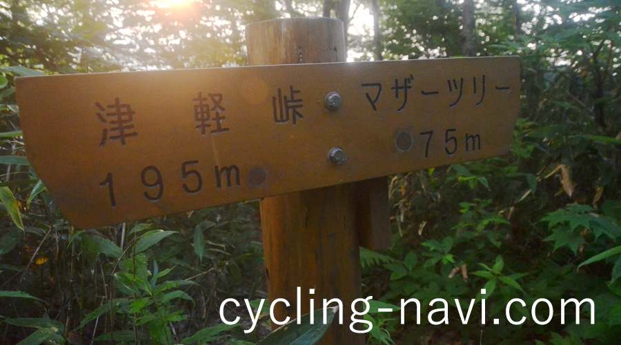 白神山地 津軽峠 マザーツリー