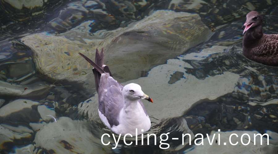 浄土ヶ浜